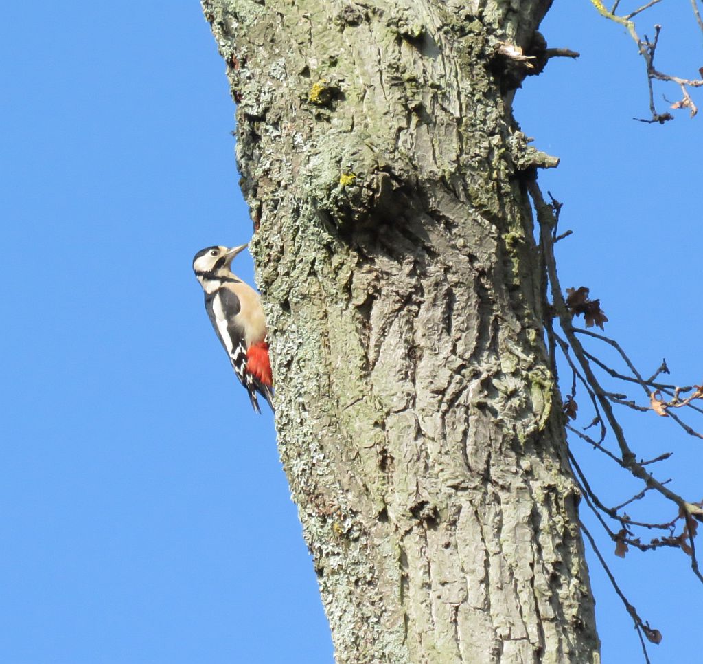   Great spotted Woodpecker